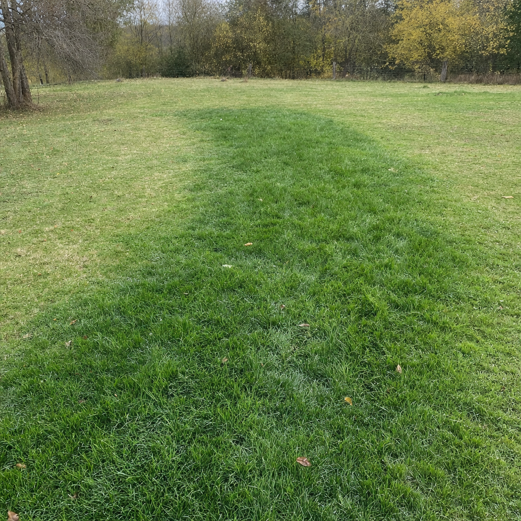 A soggy, unusually green patch of lawn over the drain field of a Newark home, a sign the septic tank needs pumping